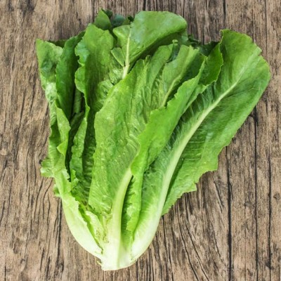 Lechuga Romana Und