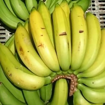 Banano Criollo Lb