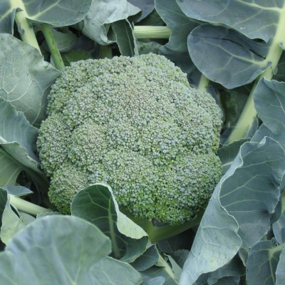 Brocoli Lb