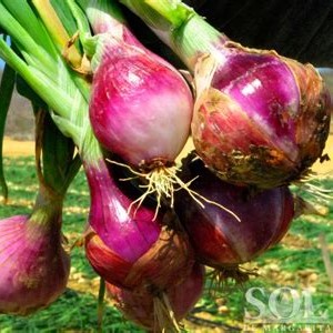 Cebolla Cabezona Roja Lb