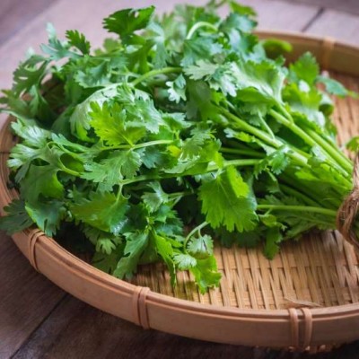 Cilantro Atado