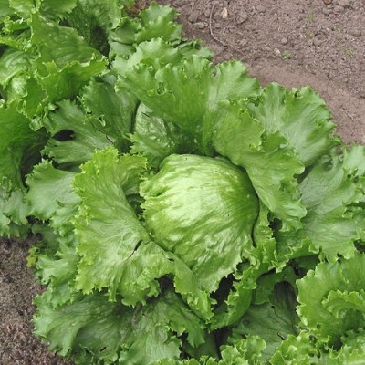 Lechuga Batavia 1 ud