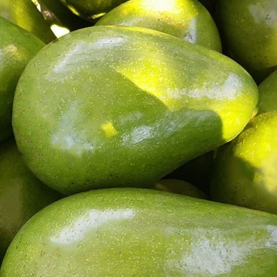 [ATAPK] Aguacate Lorena Llb