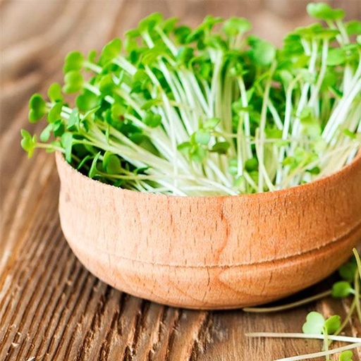 Germinados de Alfalfa