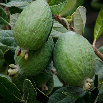 Feijoa 250g